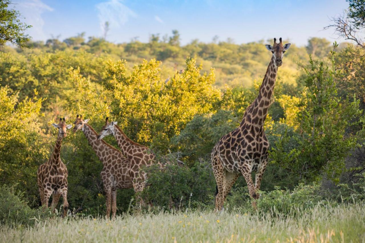 Mountain View Safari Lodge Hoedspruit Exterior photo